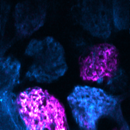 Glomerular odor responses in OMP-GCAMP6s mice. Blue: resting fluorescence. Magenta: odor-evoked GCaMP6s signal.